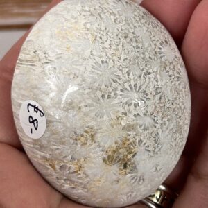 Fossilised Coral Palm Stone - Image 2