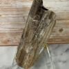 Rare Per-mineralised Fossilised Wood - Image 3