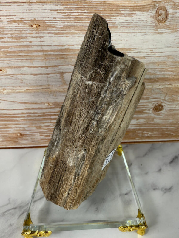 Rare Per-mineralised Fossilised Wood - Image 3