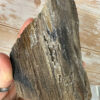 Rare Per-mineralised Fossilised Wood - Image 4