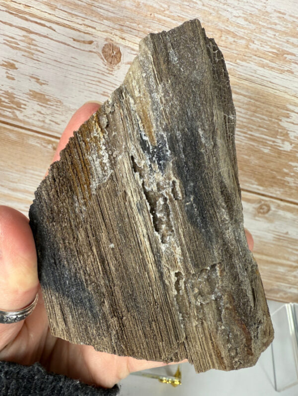 Rare Per-mineralised Fossilised Wood - Image 4