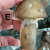 Gobi (Desert) Agate Mushroom Carving - Image 23