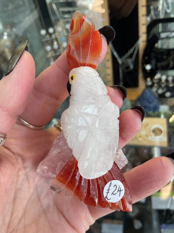 Crystal Parrot (Mixed) - Image 7