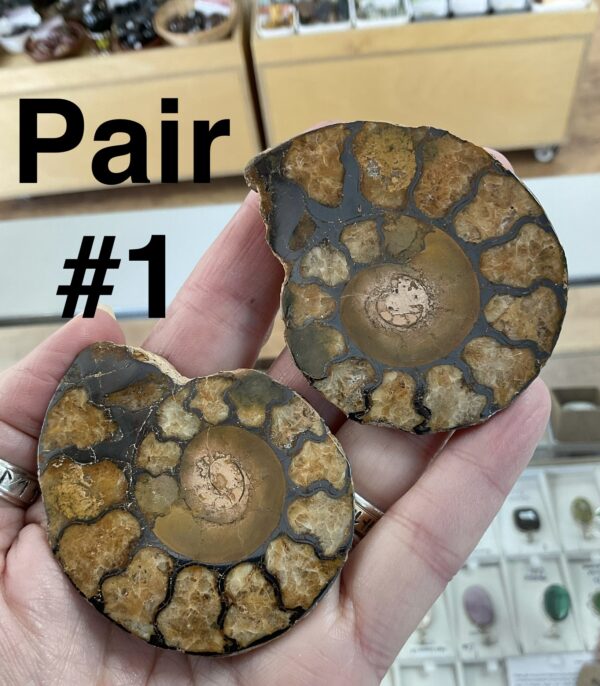 Hematite Replayed Ammonite Pair-Morocco - Image 2