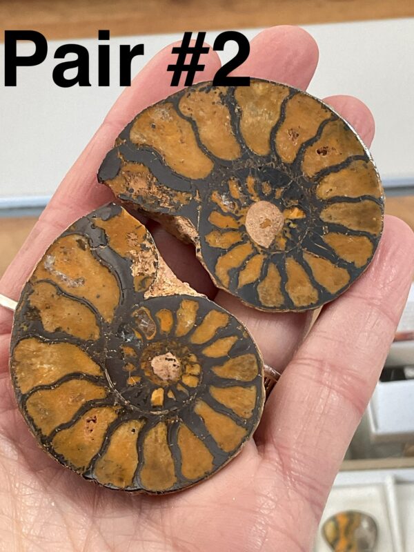 Hematite Replayed Ammonite Pair-Morocco - Image 5
