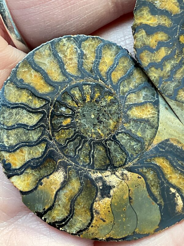 Hematite Replayed Ammonite Pair-Morocco