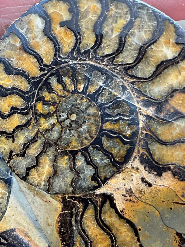 Hematite Replayed Ammonite Pair-Morocco - Image 13