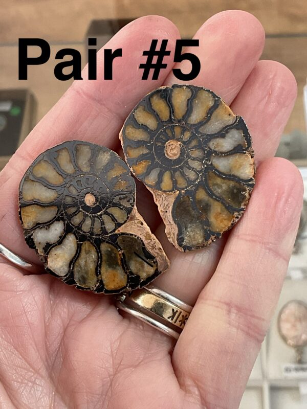 Hematite Replayed Ammonite Pair-Morocco - Image 14
