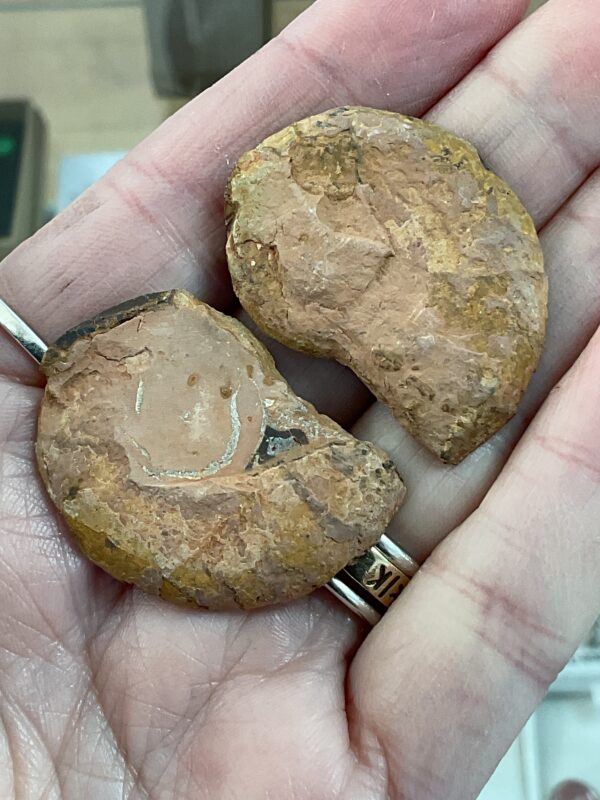 Hematite Replayed Ammonite Pair-Morocco - Image 15