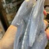 Blue Lace Agate Dragon Carving - Image 5