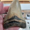 Megalodon Shark Tooth