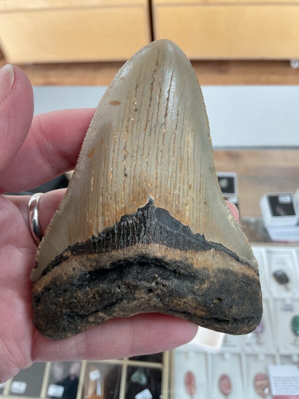 Megalodon Shark Tooth