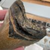 Megalodon Shark Tooth - Image 5