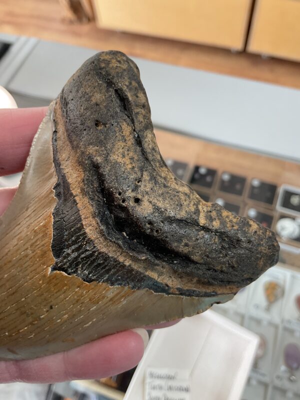 Megalodon Shark Tooth - Image 5