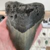 Large Megalodon Shark Tooth