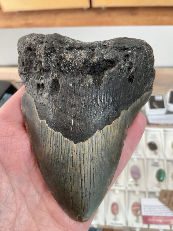 Large Megalodon Shark Tooth