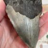 Large Megalodon Shark Tooth - Image 3