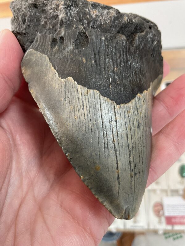 Large Megalodon Shark Tooth - Image 3