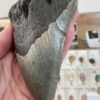 Large Megalodon Shark Tooth - Image 4