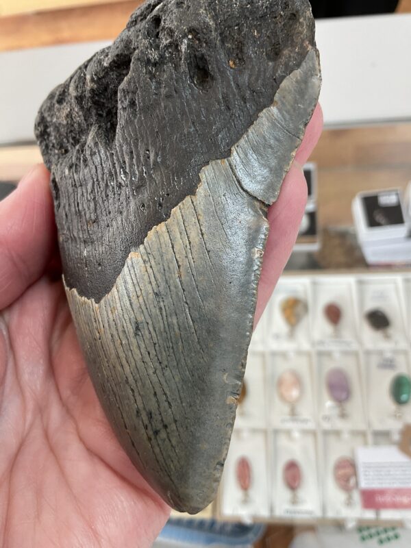 Large Megalodon Shark Tooth - Image 4