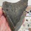 Large Megalodon Shark Tooth - Image 5