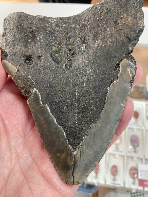 Large Megalodon Shark Tooth - Image 6