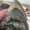 Large Megalodon Shark Tooth - Image 7