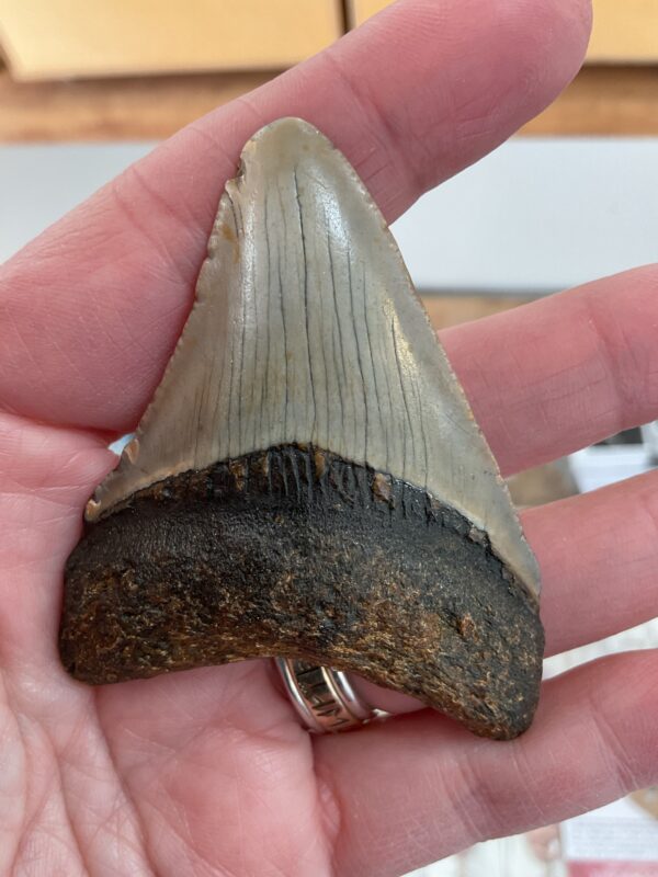 Megalodon Shark Tooth - Image 2