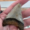 Megalodon Shark Tooth - Image 3