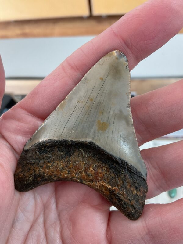 Megalodon Shark Tooth - Image 3