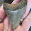 Megalodon Shark Tooth - Image 6