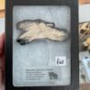 Mammoth Tooth Cross-Section - Image 2