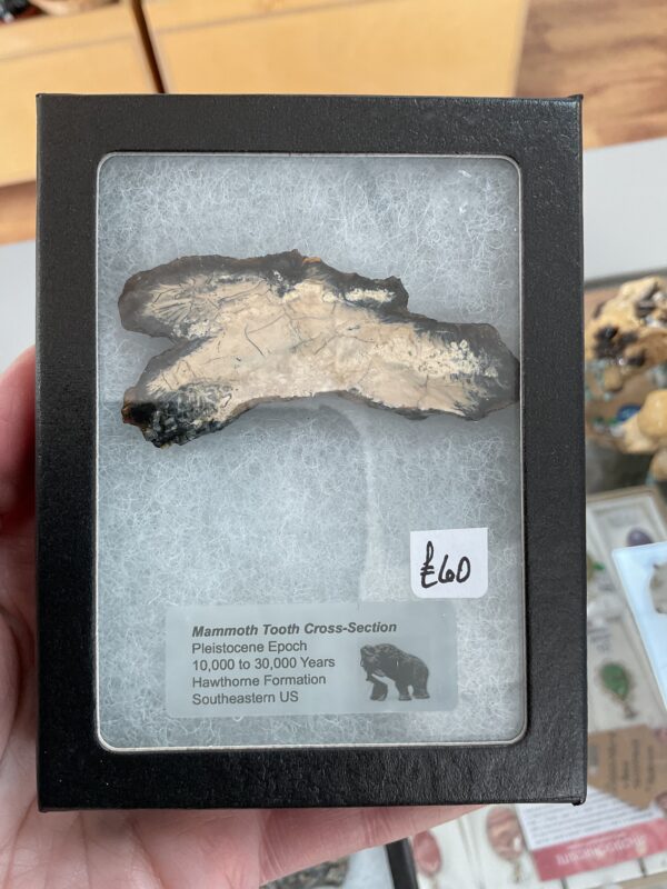 Mammoth Tooth Cross-Section - Image 2