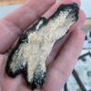 Mammoth Tooth Cross-Section