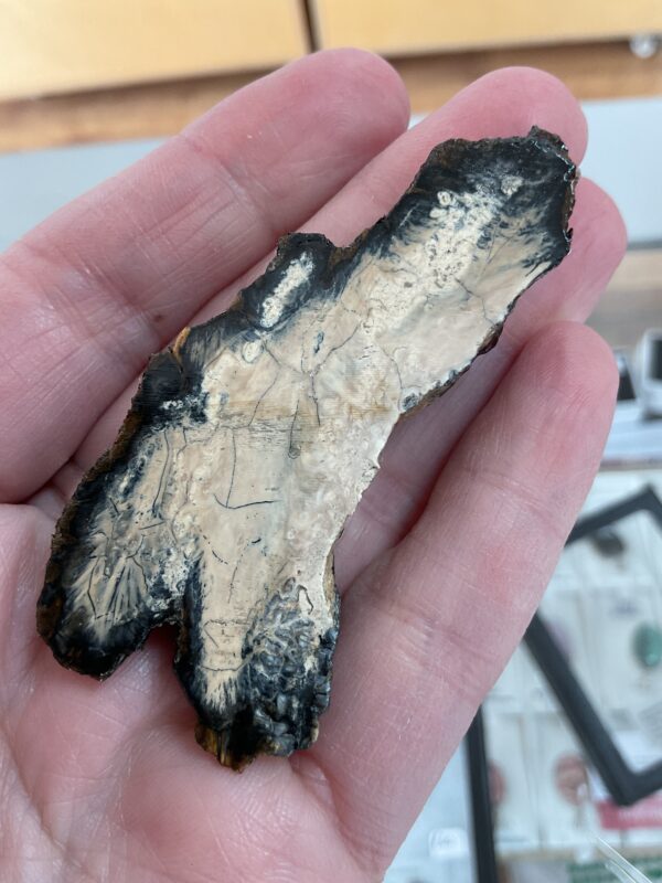 Mammoth Tooth Cross-Section