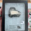 Mammoth Tooth Cross-Section - Image 2