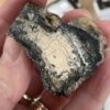 Mammoth Tooth Cross-Section