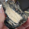 Mammoth Tooth Cross-Section - Image 4
