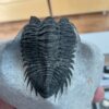 Trilobite- Morocco - Image 2