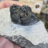 Trilobite- Morocco - Image 3