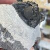 Trilobite- Morocco - Image 4