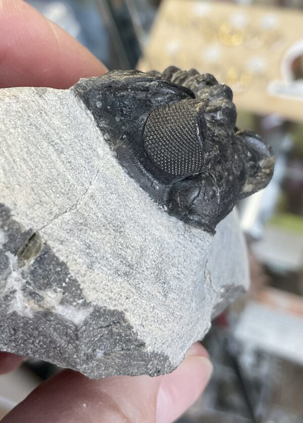 Trilobite- Morocco - Image 4
