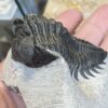 Trilobite- Morocco - Image 5