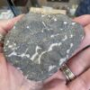 Trilobite- Morocco - Image 7