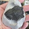 Trilobite- Morocco - Image 8