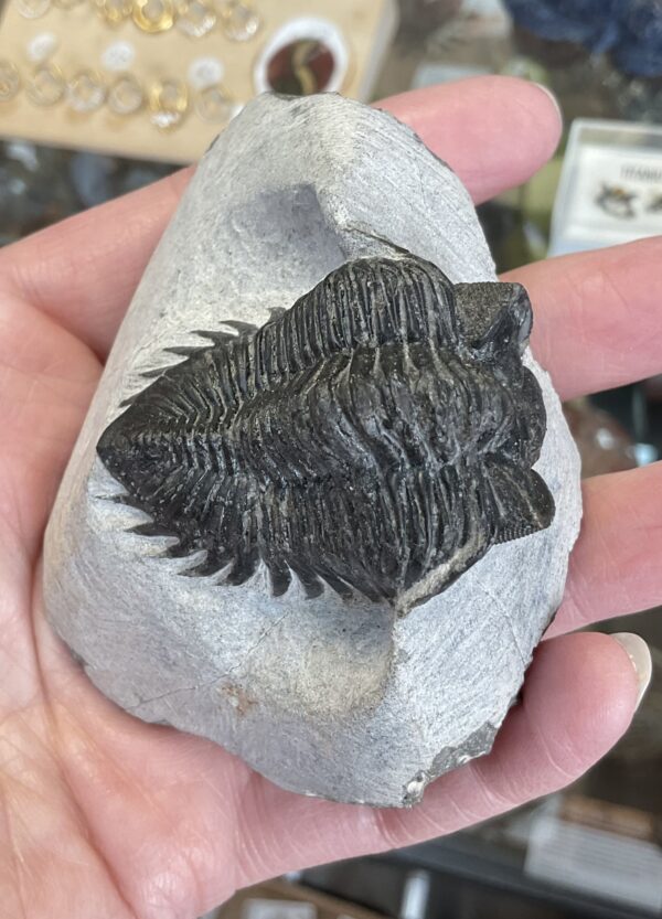 Trilobite- Morocco - Image 8