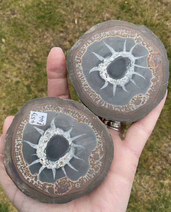 Septarian “Thunder Egg” Nodule