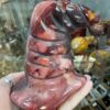 Large Mookaite Jasper Witch’s Hat Carving - Image 2