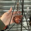 Pyramid Net Sphere Holder~ Black - Image 7