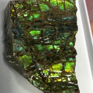 Ammolite Specimen